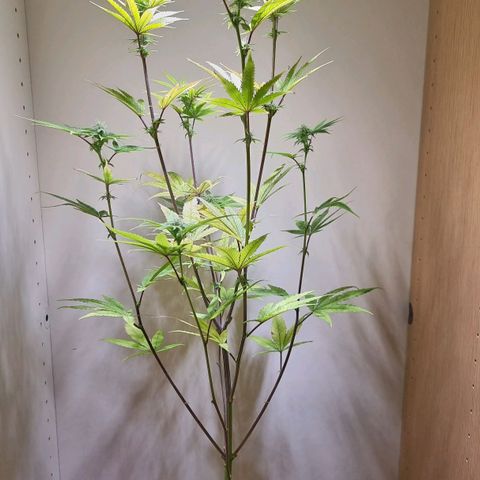 Lemon Orange  growlog timeline photo