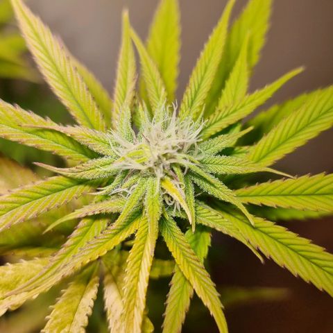 Lemon Orange  growlog timeline photo