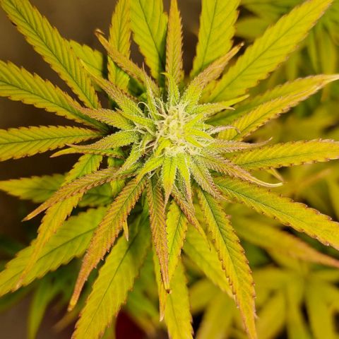 Lemon Orange  growlog timeline photo