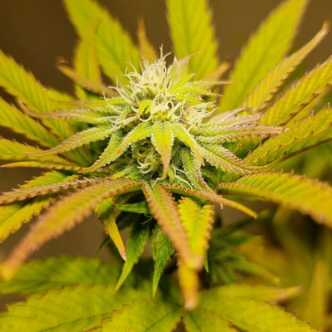 Lemon Orange  growlog timeline photo