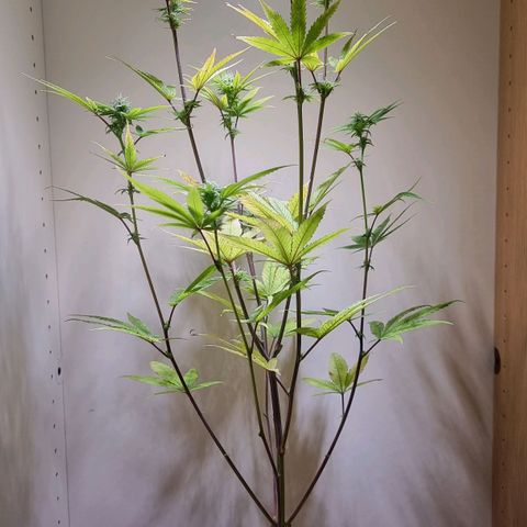 Lemon Orange  growlog timeline photo