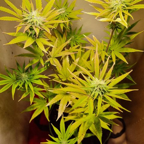 Lemon Orange  growlog timeline photo
