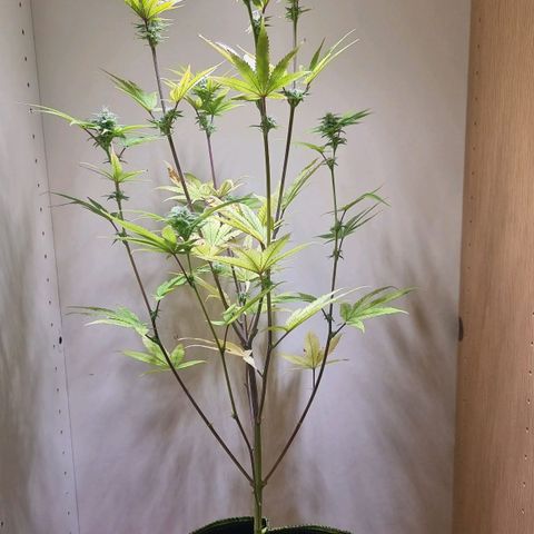 Lemon Orange  growlog timeline photo