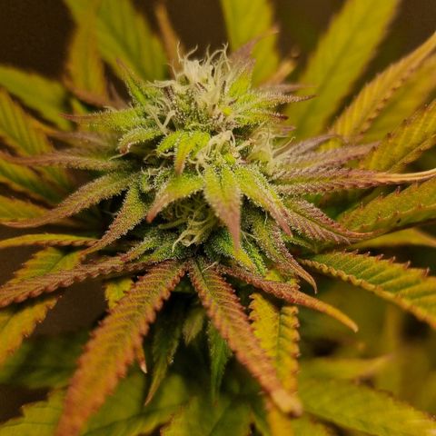 Lemon Orange  growlog timeline photo