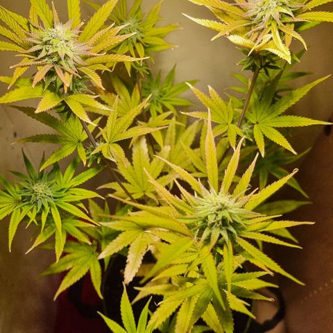 Lemon Orange  growlog timeline photo