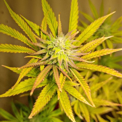 Lemon Orange  growlog timeline photo