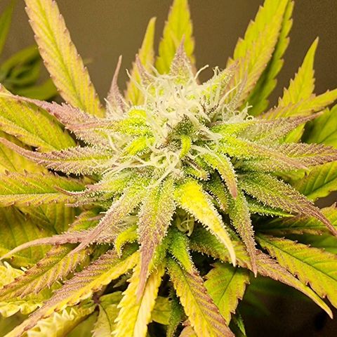 Lemon Orange  growlog timeline photo