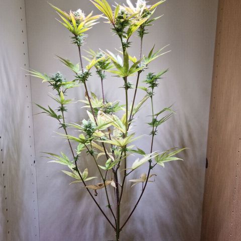 Lemon Orange  growlog timeline photo