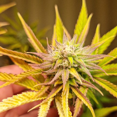 Lemon Orange  growlog timeline photo