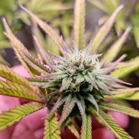 Lemon Orange  growlog timeline photo