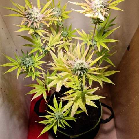 Lemon Orange  growlog timeline photo