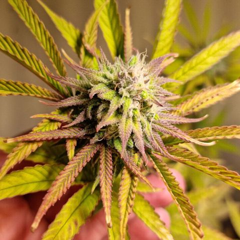 Lemon Orange  growlog timeline photo