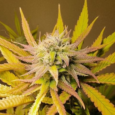 Lemon Orange  growlog timeline photo