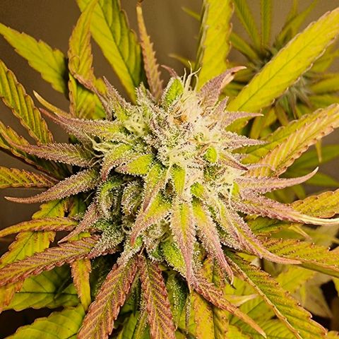 Lemon Orange  growlog timeline photo