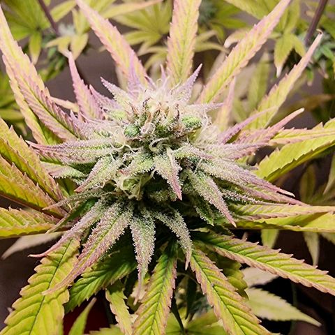 Lemon Orange  growlog timeline photo