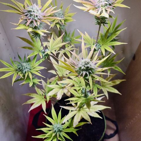 Lemon Orange  growlog timeline photo