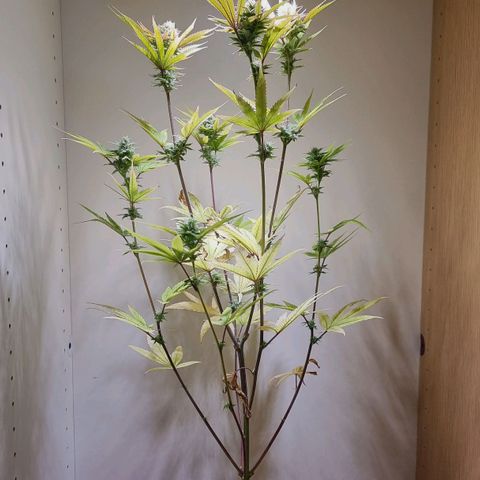 Lemon Orange  growlog timeline photo