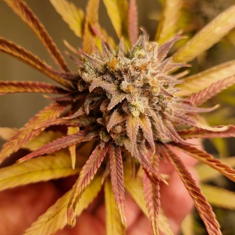 Lemon Orange  growlog timeline photo