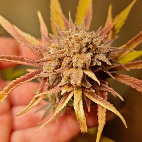 Lemon Orange  growlog timeline photo