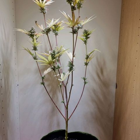 Lemon Orange  growlog timeline photo