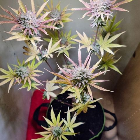 Lemon Orange  growlog timeline photo