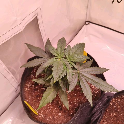 Strawberry cough 3# growlog timeline photo