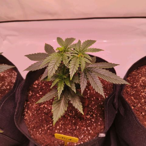 Strawberry cough 1# growlog timeline photo
