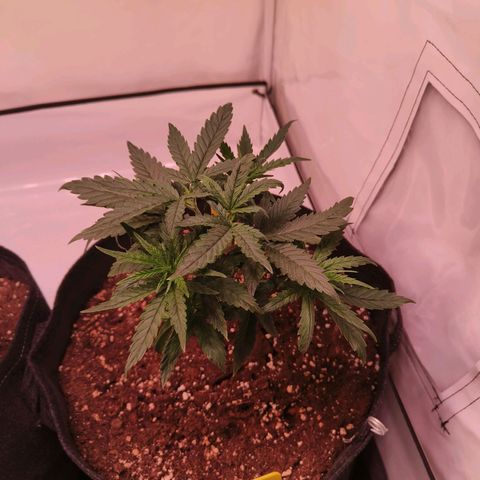 Strawberry cough 2# growlog timeline photo