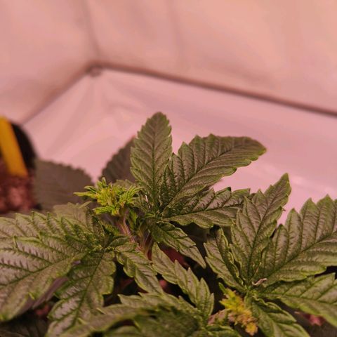 Strawberry cough 1# growlog timeline photo
