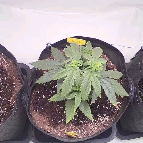 Strawberry cough 2# growlog photo: Direkt nach Gießen 