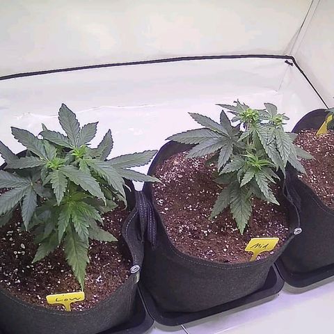 Strawberry cough 2# growlog timeline photo