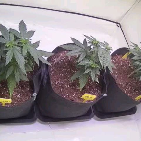 Strawberry cough 2# growlog timeline photo