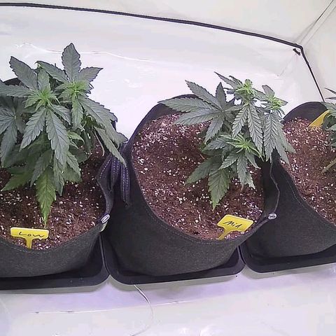 Strawberry cough 2# growlog timeline photo