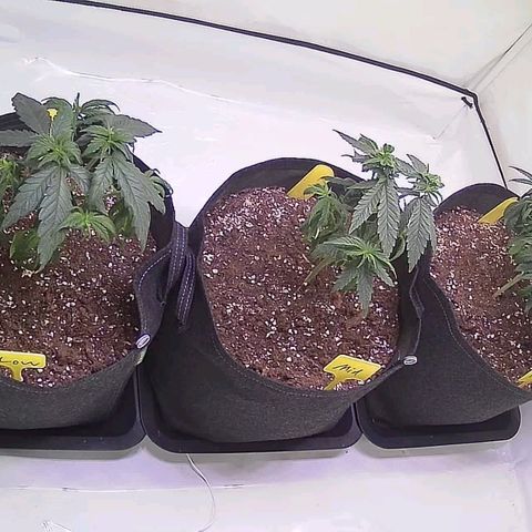 Strawberry cough 2# growlog timeline photo