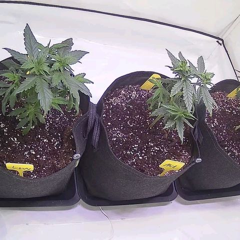 Strawberry cough 2# growlog timeline photo