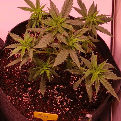 Strawberry cough 2# growlog timeline photo