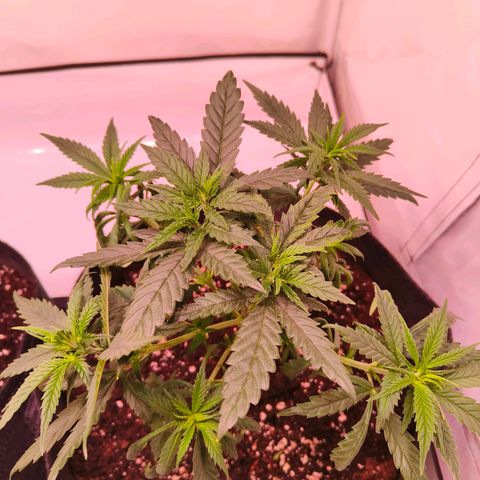 Strawberry cough 2# growlog timeline photo
