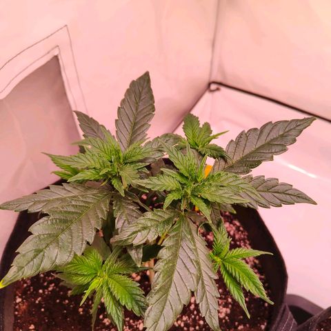 Strawberry cough 3# growlog timeline photo