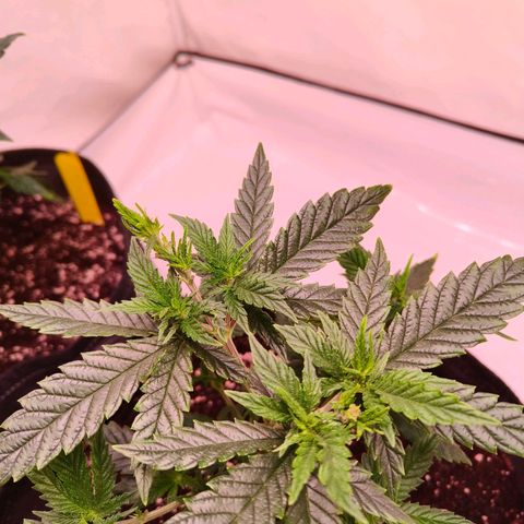 Strawberry cough 1# growlog timeline photo