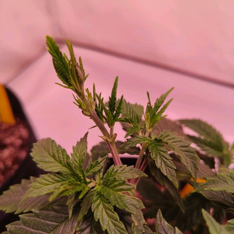 Strawberry cough 1# growlog timeline photo
