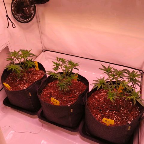 Strawberry cough 2# growlog timeline photo