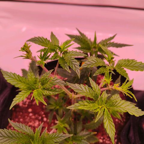 Strawberry cough 2# growlog timeline photo
