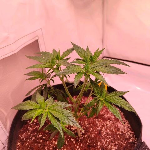 Strawberry cough 2# growlog timeline photo