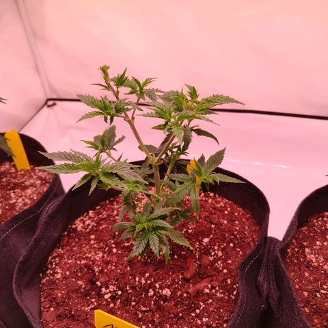Strawberry cough 2# growlog timeline photo