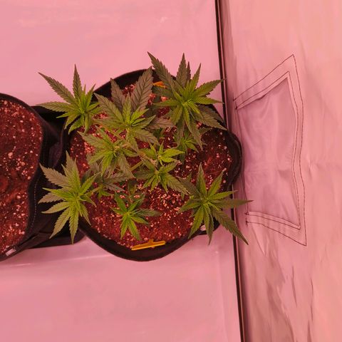 Strawberry cough 2# growlog timeline photo