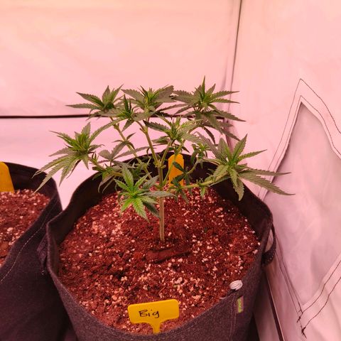 Strawberry cough 2# growlog timeline photo