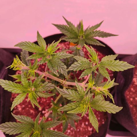 Strawberry cough 2# growlog timeline photo