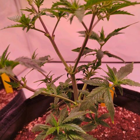 Strawberry cough 2# growlog timeline photo