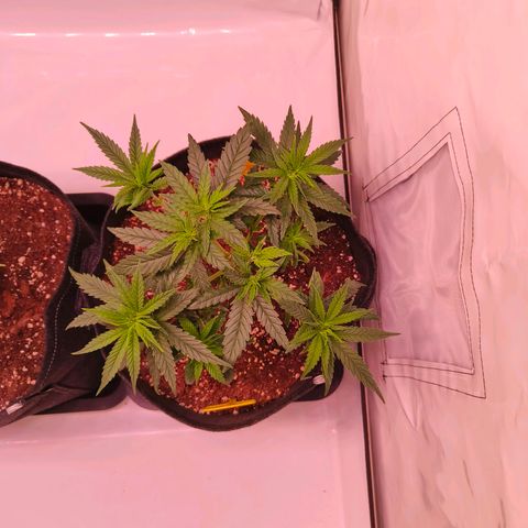 Strawberry cough 2# growlog timeline photo