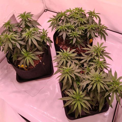 Strawberry cough 2# growlog timeline photo